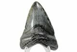 Fossil Megalodon Tooth - South Carolina #170454-1